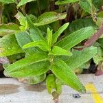 Veronica spicata Feuille