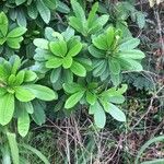 Himatanthus bracteatus Leaf