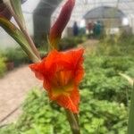 Gladiolus dalenii Kwiat