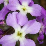 Matthiola tricuspidata 花