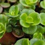 Sedum makinoi Leaf