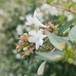 Abelia × grandiflora Õis