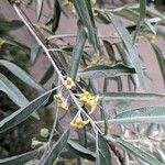 Elaeagnus angustifolia List