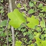 Liriodendron tulipifera Blatt