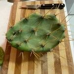 Opuntia dillenii Leht