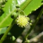 Claoxylon glandulosum പുഷ്പം