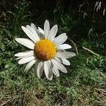 Leucanthemum heterophyllum Žiedas