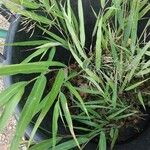 Hakonechloa macra Frunză