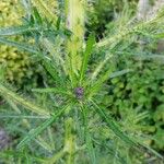 Cirsium palustre Leaf