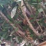 Euphorbia lophogona 树皮