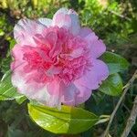 Camellia sasanquaFlor