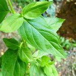 Epilobium roseum Blatt