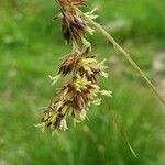 Luzula pediformis Flower