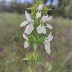 Stachys spinulosa Žiedas