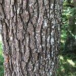 Quercus petraea 樹皮