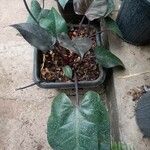 Philodendron erubescens Blatt