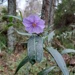 Solanum aviculare Kwiat