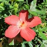 Abelmoschus moschatus Floare