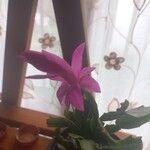 Schlumbergera truncata Flors