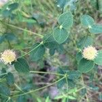 Euphorbia fragifera Flower