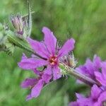 Lythrum virgatumFlower