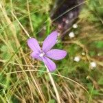 Viola cornuta Flower