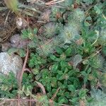 Trifolium cherleri Flower