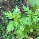 Artemisia princeps List