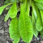 Primula bulleyana পাতা