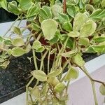 Peperomia scandens Liść