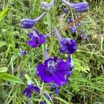 Delphinium nuttallianum Fiore