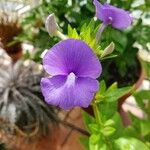 Matourea azurea Flower
