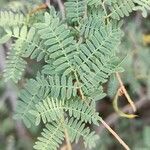 Prosopis koelziana Leaf