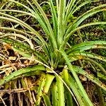 Puya ferruginea