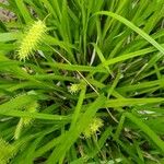 Carex hystericina Liść