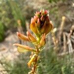 Onobrychis saxatilis Flower