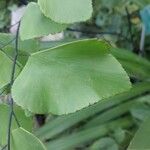 Adiantum peruvianum Blatt