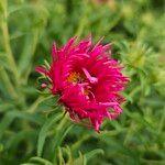 Symphyotrichum novae-angliae Blüte