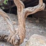 Leptospermum laevigatum Bark