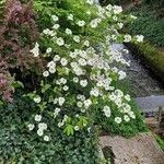 Cornus nuttallii Blomst