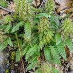 Pedicularis canadensis Leaf