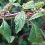 Amaranthus hybridus ഇല