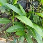 Heliconia strictaBlatt