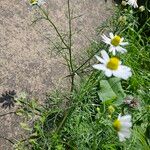 Tripleurospermum inodorum Habitat