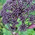 Angelica gigas Blomma