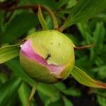 Paeonia × suffruticosa Cvet