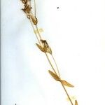 Centaurium tenuiflorum Hoja