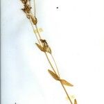 Centaurium tenuiflorum Blad