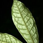 Duguetia inconspicua Leaf