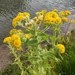 Tephroseris palustris Fula